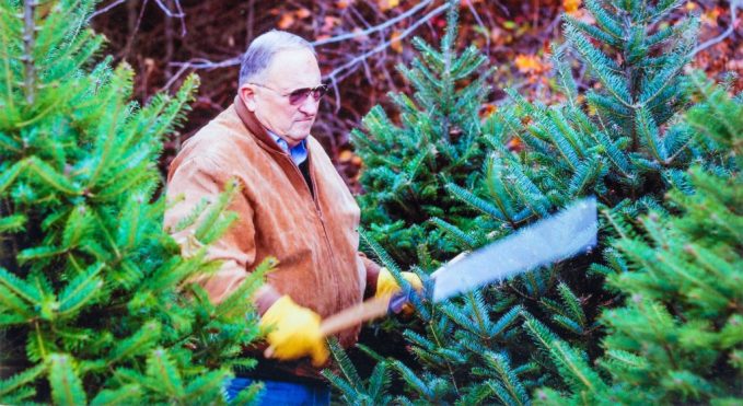 Tom_Lenderink Trimming Pine Trees